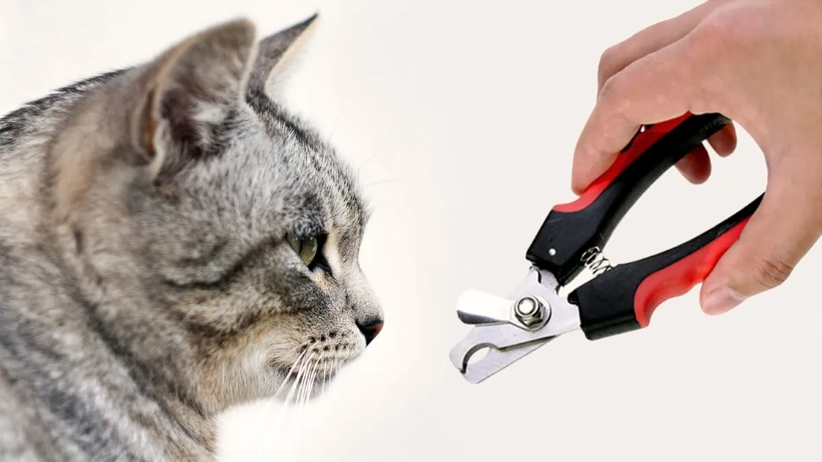 Нужно ли подстригать когти кота? Как правильно стричь когти кошке?