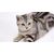 Придбати American Shorthair, image , характеристики, відгуки