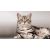 Придбати American Shorthair, image , зображення 2, характеристики, відгуки