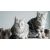 Придбати American Shorthair, image , зображення 3, характеристики, відгуки