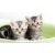 Придбати American Shorthair, image , зображення 4, характеристики, відгуки