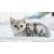 Придбати American Shorthair, image , зображення 5, характеристики, відгуки