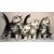 Придбати American Shorthair, image , зображення 6, характеристики, відгуки