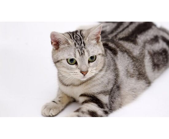 Придбати American Shorthair, image , характеристики, відгуки