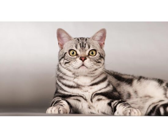 Придбати American Shorthair, image , зображення 2, характеристики, відгуки