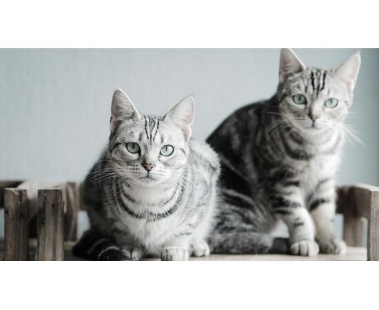 Придбати American Shorthair, image , зображення 3, характеристики, відгуки