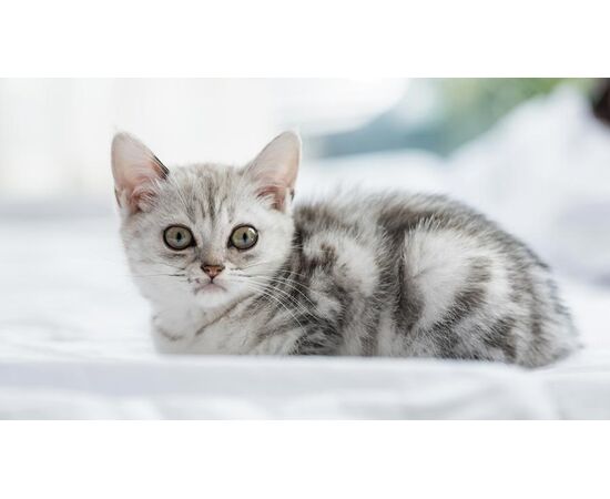 Придбати American Shorthair, image , зображення 5, характеристики, відгуки