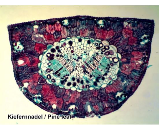 Купить Набір мікропрепаратів Bresser 50 шт (5986002), фото , изображение 3, характеристики, отзывы