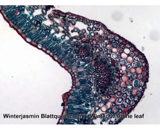 Купить Набір мікропрепаратів Bresser 50 шт (5986002), фото , изображение 4, характеристики, отзывы