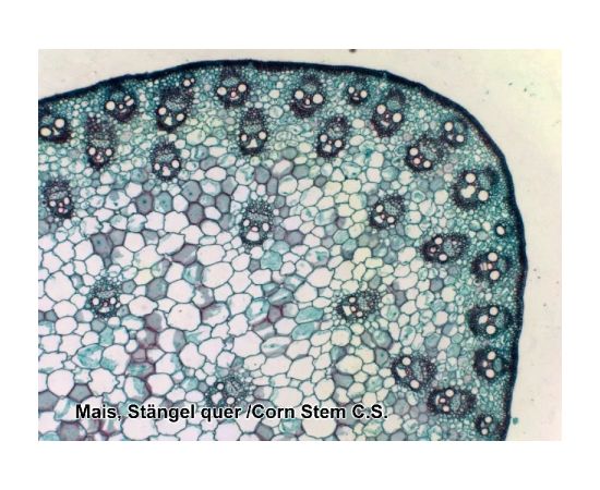 Купить Набір мікропрепаратів Bresser 50 шт (5986002), фото , изображение 5, характеристики, отзывы