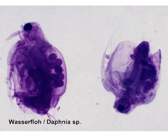 Купить Набір мікропрепаратів Bresser 50 шт (5986002), фото , изображение 6, характеристики, отзывы