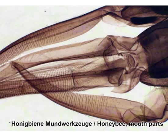 Купить Набір мікропрепаратів Bresser 50 шт (5986002), фото , изображение 7, характеристики, отзывы